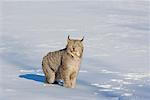 Porträt von Lynx im Schnee