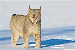 Portrait of Lynx in Snow