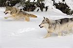 Loups dans la neige
