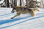 Timber Wolf en cours d'exécution dans la neige