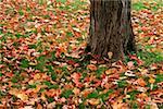 Tronc d'arbre et les feuilles d'automne