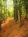 Ashridge forest in autumn