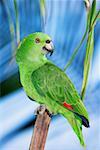 Yellow naped amazon parrot