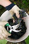 Harvesting Wine Grapes