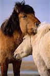 Mongolian Horses, Arkhangai Province, Mongolia