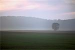 Mist over Field at Dawn