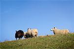Sheep, Flevoland, Netherlands