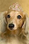 Portrait of Dog Wearing Tiara