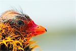 Coot Chick