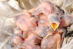 Bébé Hirondelle dans le nid, en attente pour la nourriture