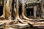 Ta Prohm Temple, Siem Reap, Cambodge