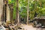 Ta Prohm Temple, Siem Reap, Cambodia