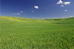 Wheat Field near Colfax, Palouse Region, Whitman County, Washington, USA