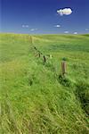 Clôture rustique et champs de blé, près de Colfax, région Palouse, Whitman County, Washington, Etats-Unis