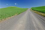 Route à travers les champs de blé, près de Colfax, région Palouse, Whitman Country, USA du gravier