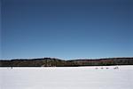 Dog Sledding, Haliburton, Ontario, Canada