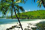 Palmiers sur la plage, Tahiti, îles de la société, Polynésie française