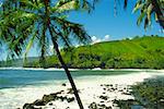 Palm trees on the beach, Tahiti, Society Islands, French Polynesia