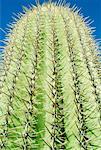 Close-Up of Cactus