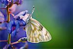 Skipper on Bluebonnet, Texas Hill Country, Texas, USA