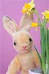 Toy Bunny Behind Daffodils