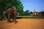 Elephant standing in a garden with a temple in the background, Amphoe Si Satchanalai, Sukhothai, Thailand