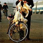 Low section view of a woman holding chickens and standing near a bicycle, Shanghai, China