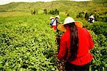 Vier Frauen, die Ernte Tee Blatt, Yixing, Provinz Jiangsu, China