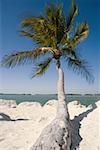 Close-up of a palm tree on the beach