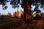 Close-up of a tree trunk with temples in the background, Wat Si Sawai, Sukhothai, Thailand