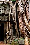 Roots of a banyan tree near the door of a temple, Ta Prohm Temple Angkor, Siem Reap, Cambodia