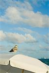 Bird perching on a beach umbrella