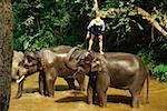 Man standing on an elephant, Maesa Elephant Camp, Chiang Mai, Thailand