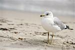 Close-up of a seagull on the beach