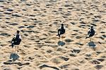 Vue grand angle de trois oiseaux sur le sable