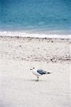 High angle view of a seagull on the beach