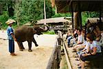 Elephant standing on hind legs, Maesa Elephant Camp, Chiang Mai, Thailand