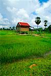 Ferme dans un champ de riz, Siem Reap, Cambodge