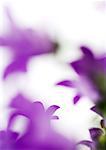 Purple flowers, defocused