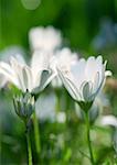 White osteospermum flowers