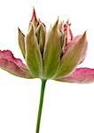 Clematis blossom, close-up