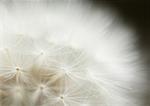 Dandelion seed head