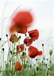 Coquelicots