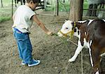 Boy holding out vegetation for calf