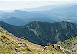 Mountainous landscape with cows