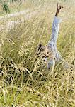 Man sitting in tall grasses, pointing up
