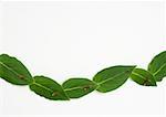 Chain of fresh laurel leaves