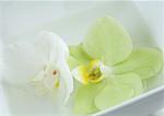 Orchid blossoms in dish of water