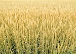 Bereich der Weizen