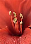 Fleur d'amaryllis, très gros plan